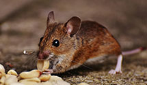 24 Hour & Emergency Exterminators in Mcleod, MT